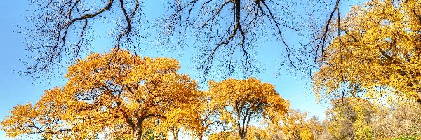 Park, Trawy, Jesień, Drzewa, Liście
