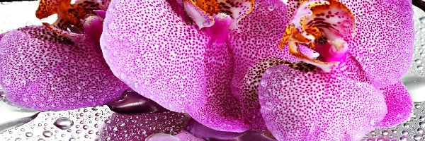 Orchidea, Wody, Krople, Różowa
