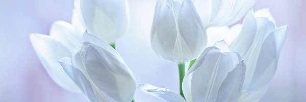 Kwiaty, Tulipany, Białe