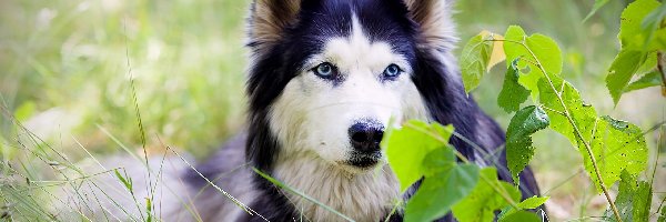 Alaskan malamute