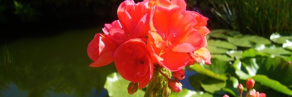 Sadzawka, Czerwona, Pelargonia