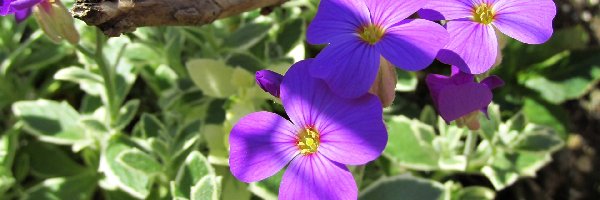 Lobelia, Kwiatki, Fioletowe