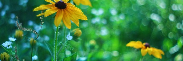 Rudbekia, Kwiaty, Żółte