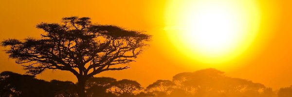Drzewo, Słońce, Safari
