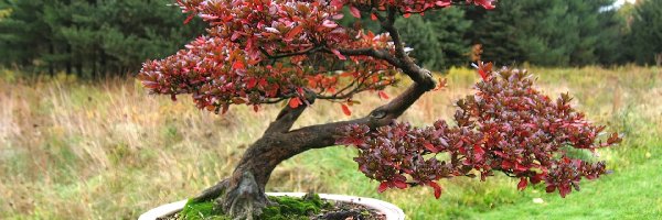 Łąka, Bonsai, Drzewko, Las