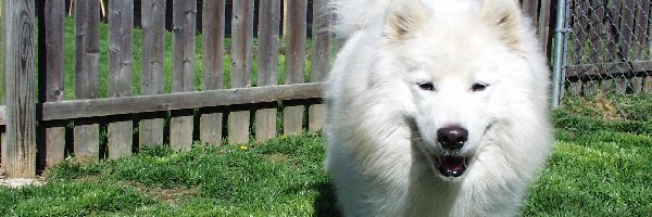 płot, drewniany, Samojed