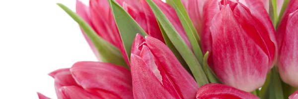 Biedronka, Tulipany