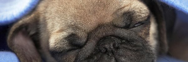 Mops, Śpiący