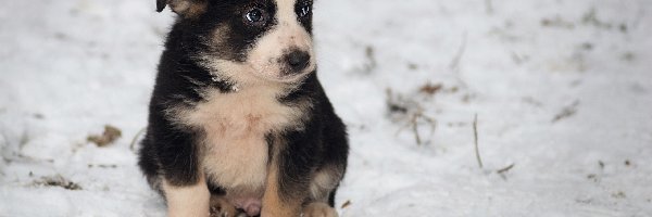 Szczeniak, Zima, Border Collie, Pies