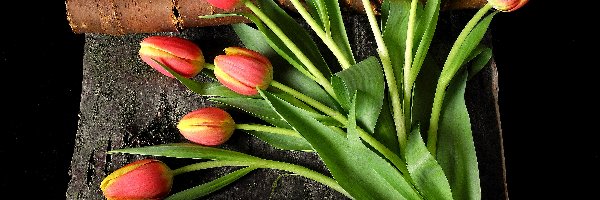 Tulipany