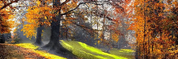 Poranek, Jesień, Przebijające Światło, Park