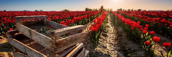 Tulipany, Promienie, Pole, Skrzynie, Słońca