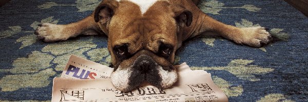 Pies, Gazeta, Buldog, Znudzony