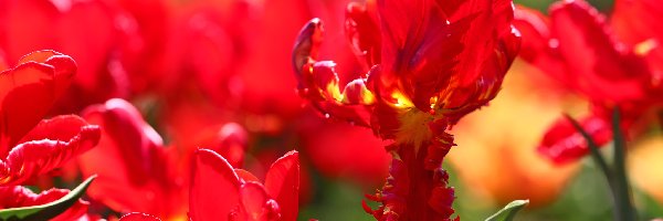 Kwiaty, Tulipany, Czerwone