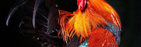 Pióra, Kolorowe, Kogut