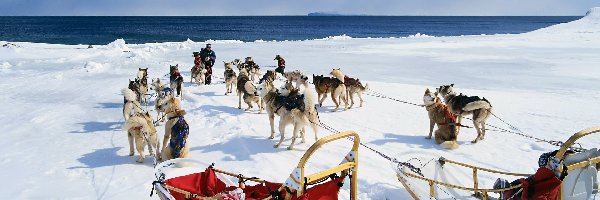 Śnieg, Zaprzęg, Siberian Husky