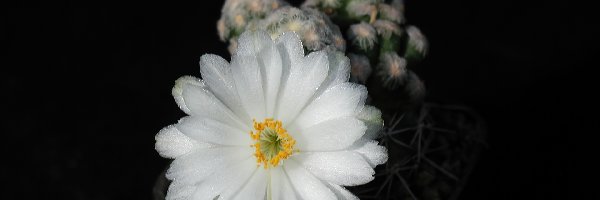 Kwiaty, Białe, Kaktus