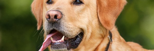 Labrador, Jęzor, Retriever, Pies