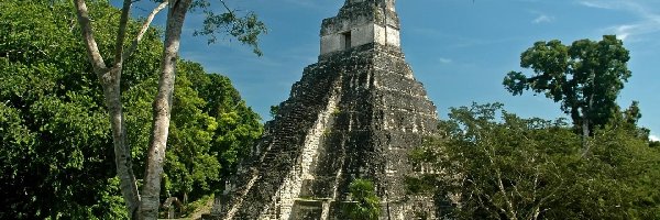 Piramida, Drzewa, Jaguara, Gwatemala