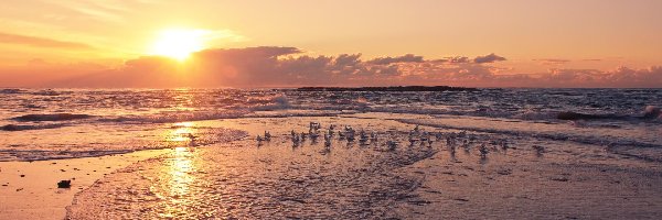 Zachód Słońca, Plaża, Morze, Ptaki, Mewy