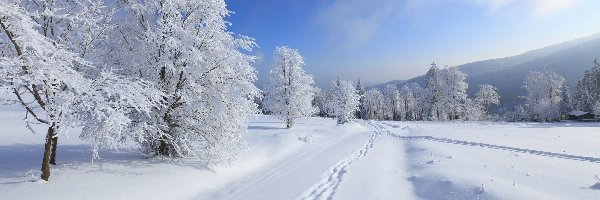 Światło, Ośnieżone, Drzewa, Wzgórza, Zima, Przebijające, Droga