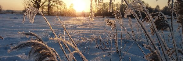 Rośliny, Wschód słońca, Zima