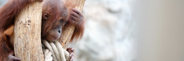 Orangutan, Młody