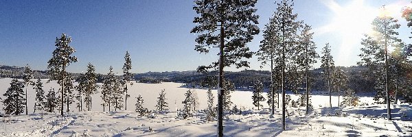 Śnieg, Słońce, Drzewa