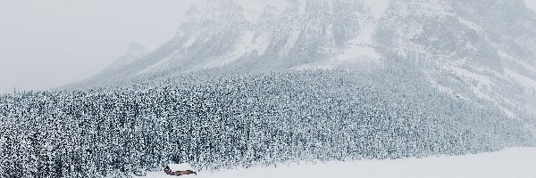 Las, Śnieg, Góry, Zima