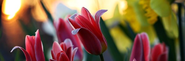 Blask, Tulipany, Czerwone
