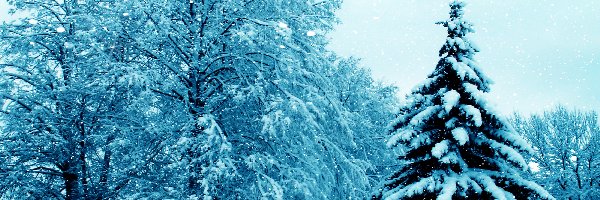 Las, W Śniegu, Drzewa, Zima