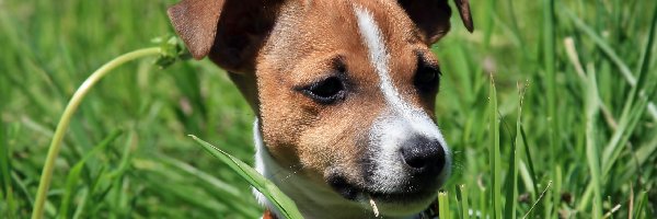 Trawa, Jack Russel Terrier