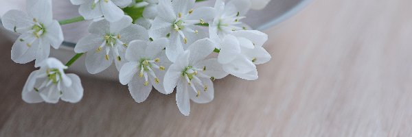 Talerzyk, Kwiat, Biały