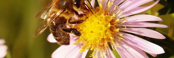 Makro, Pszczoła, Aster