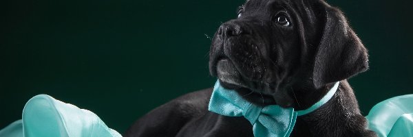 Cane Corso, Szczeniak, Pies