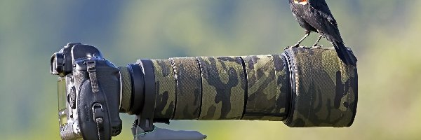 Obiektyw, Ptak, Czarny, Aparat