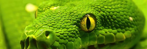 Wąż, Żółte, Oczy