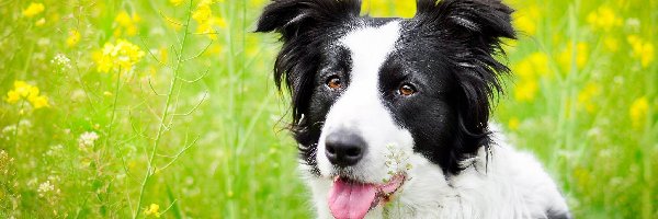 Border collie, Rzepak, Łąka, Pies