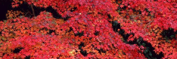 Liście, Czerwone, Jesień