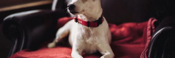 Jack Russell Terrier, Fotel, Pies, Poduszka, Czerwona