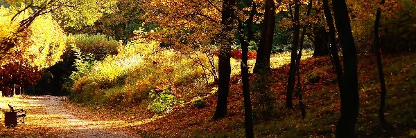 Park, Ławka, Alejka, Jesień, Drzewa