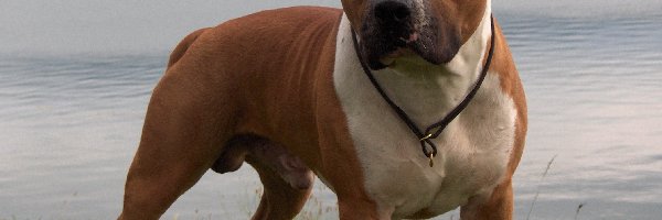 Staffordshire Terrier