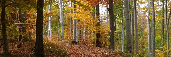 Las, Jesień