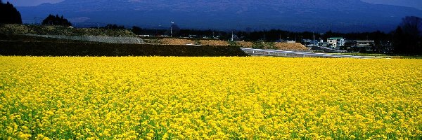 Góra, Japonia, Fuji, Łąka