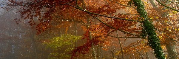 Las, Bluszcz, Mgła, Jesień