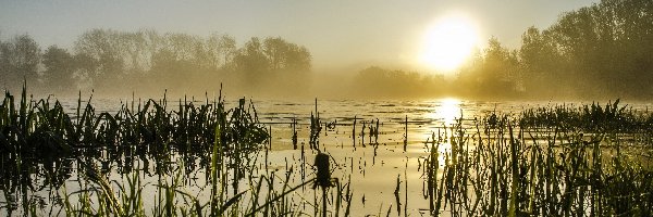 Drzewa, Jezioro, Tatarak, Mgła, Słońca, Wschód