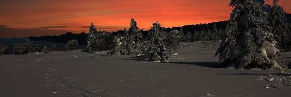 Choinki, Niebo, Pomarańczowe, Zachód Słońca, Zima