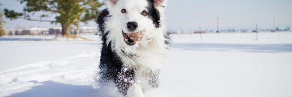 Border Collie, Śnieg, Zima, Pies