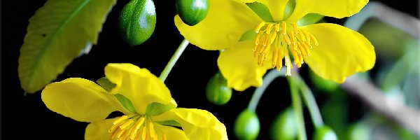 Kwiaty, Żółte, Gałązka