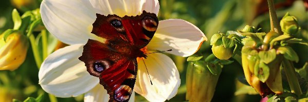 Motyl, Owad, Czerwony, Rusałka Pawik